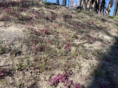 Diplacus constrictus