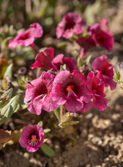 Diplacus constrictus