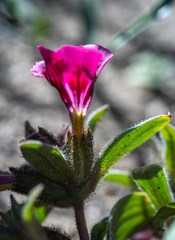 Diplacus constrictus