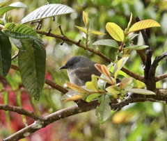 Euneornis campestris