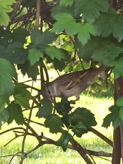 Passer domesticus