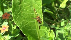 Pyropteron icteropus