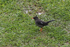 Turdus aurantius