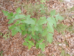 Toxicodendron radicans verrucosum