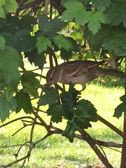 Passer domesticus
