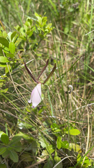 Cleistesiopsis