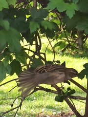 Passer domesticus