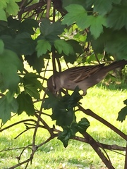 Passer domesticus