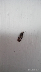 Scoparia exhibitalis