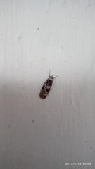 Scoparia exhibitalis