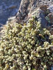 Pimelea mesoa mesoa