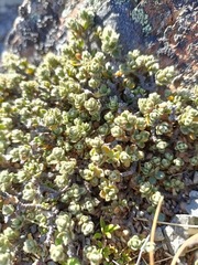 Pimelea mesoa mesoa