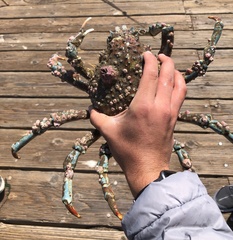 Loxorhynchus grandis