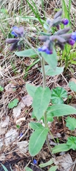 Pulmonaria mollis