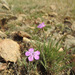 Dianthus nardiformis - Photo (c) Bernd-J. Seitz, some rights reserved (CC BY-NC), uploaded by Bernd-J. Seitz