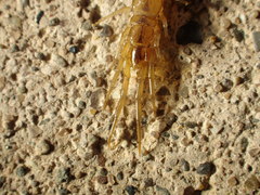 Lithobius melanops