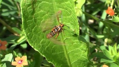 Pyropteron icteropus