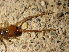 Lithobius melanops