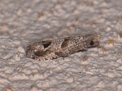 Pelochrista consobrinana