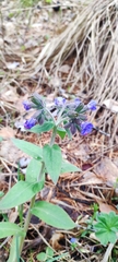 Pulmonaria mollis