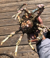 Loxorhynchus grandis