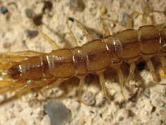 Lithobius melanops