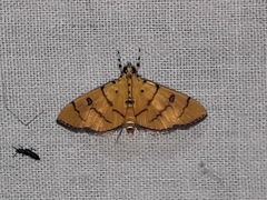 Lygropia cernalis