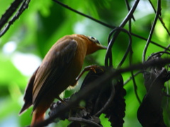 Philydor atricapillus