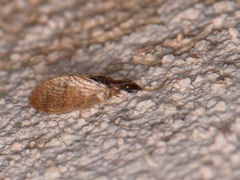 Sympherobius barberi