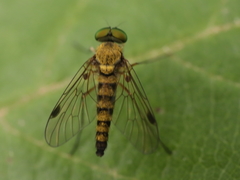 Chrysopilus asiliformis