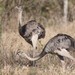 Greater Rhea - Photo (c) Alastair Rae, some rights reserved (CC BY-SA)