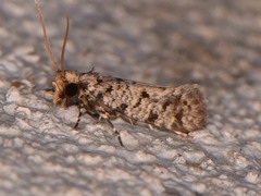 Amydria margoriella