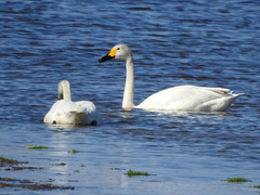 Cygnus columbianus bewickii