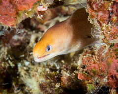 Gymnothorax melatremus