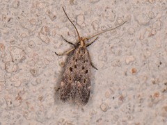 Neodactylota liguritrix