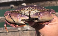 Metacarcinus anthonyi