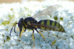 Bicyrtes capnopterus