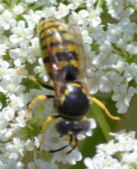 Bicyrtes capnopterus