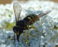 Bicyrtes capnopterus