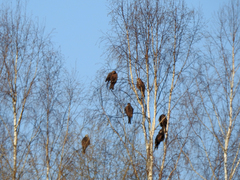 Milvus migrans