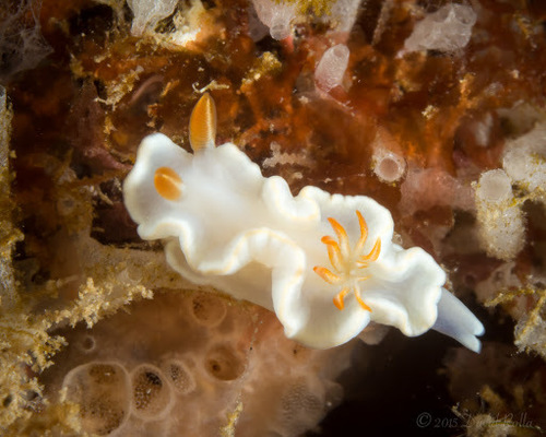Yellow-margin Nudibranch