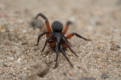 Gnaphosa bicolor