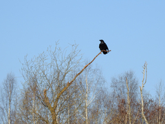 Corvus corax