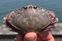 Metacarcinus gracilis