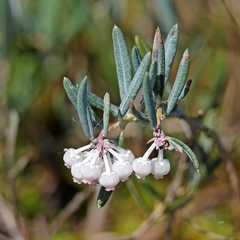 Andromeda polifolia glaucophylla