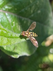 Eupeodes latifasciatus