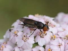 Chrysogaster solstitialis