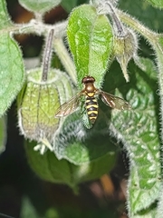 Eupeodes latifasciatus