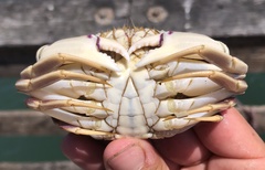 Metacarcinus gracilis