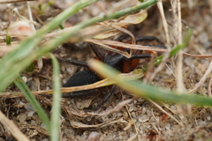 Gnaphosa bicolor